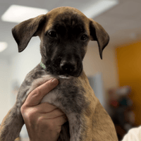 EMERAUDE, chien à adopter