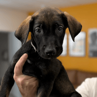 NIGHT, chien à adopter