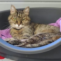 Mamichat, chatte à adopter