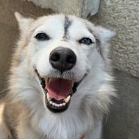 PAUPIETTE, chienne à adopter