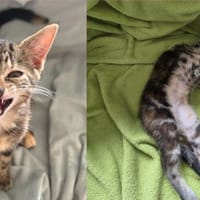 ECREVISSE, chatte à adopter