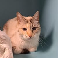 SATURNE, chatte à adopter