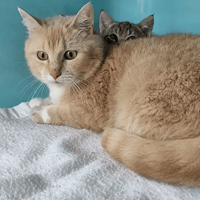 Nomi, chatte à adopter