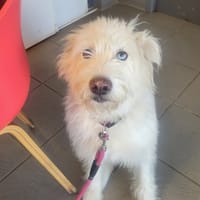 priska, chienne à adopter