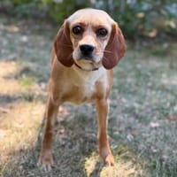 Baia CAA15578, chienne à adopter