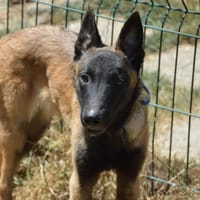 KARL CHAO, chien à adopter