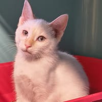 Bodhi Of Basgiath, chat à adopter