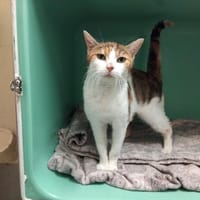 CARAMBOLE PAB28880, chatte à adopter