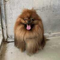 COOKIE, chien à adopter