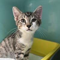 Bond, chat à adopter