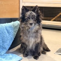 AKNA, chienne à adopter