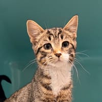 COQUIN, chat à adopter
