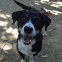 ROCKY  2 CHAO, chien à adopter