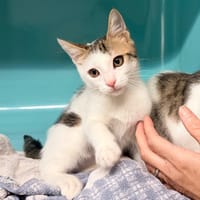 TYRION, chat à adopter