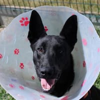 Gromit, chien à adopter