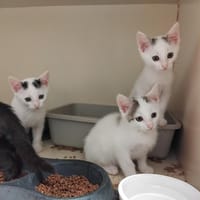 POLO PAB28940, chat à adopter