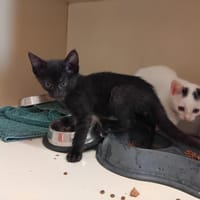 CELIA PAB28941, chatte à adopter