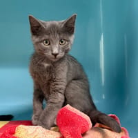 CHAUSSETTE, chatte à adopter