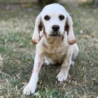Bambou CAA15591, chienne à adopter