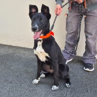 AVA, chienne à adopter