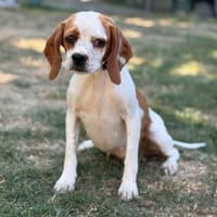 Bloom CAA15581, chienne à adopter
