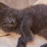 SULLIVAN C, chat à adopter