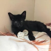 HENDRIX PAB28932, chat à adopter
