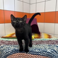 Al Capone, chat à adopter