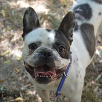 BOOBA CHAO, chien à adopter