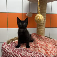 Escobar, chat à adopter