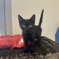 Jane, chatte à adopter