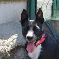 Naya, chienne à adopter