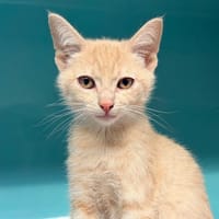 OSIRIS, chat à adopter