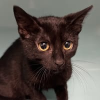 UNO C, chatte à adopter