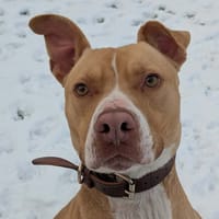UCCO HAA24800, chien à adopter