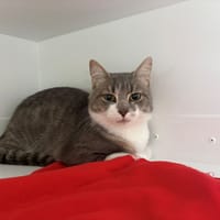 TERTON, chat à adopter