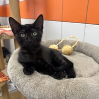 Luciano, chat à adopter