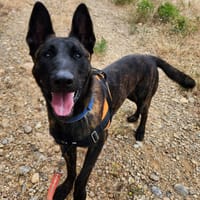 Alpha, chien à adopter