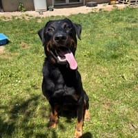 ARTHUR PAA24256, chien à adopter