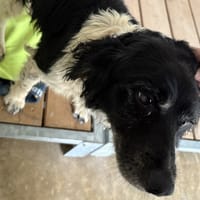 Oscar, chien à adopter