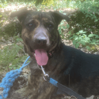 Marshall, chien à adopter