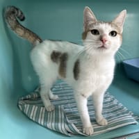 UNES, chatte à adopter