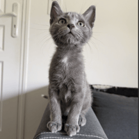 SANJI, chat à adopter