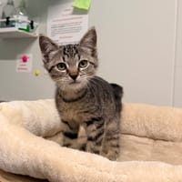 SIMONE, chatte à adopter