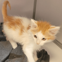GOUPPI, chat à adopter