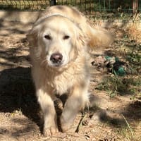 Milo, chienne à adopter