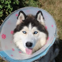 Caramel, chien à adopter