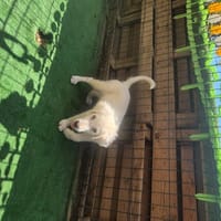 BRONX, chien à adopter