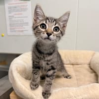HORUS, chat à adopter