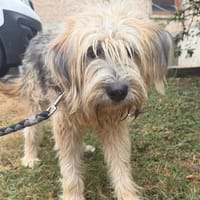 FLUOR, chien à adopter